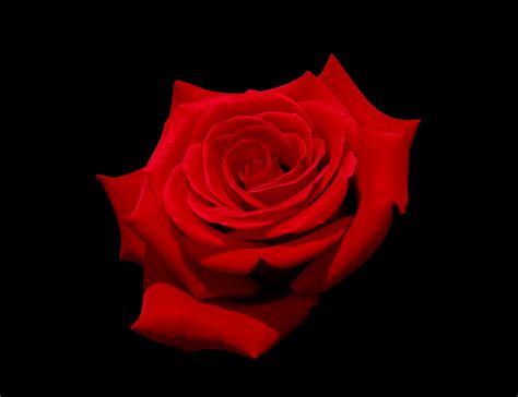 File:Red rose with black background.jpg - Wikimedia Commons