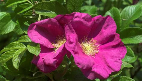 Wild Rose Plant Identification | Garden Guides