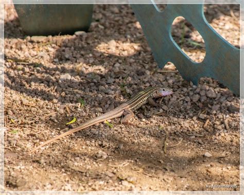 Eastern Spotted Whiptail – Through Brazilian Eyes