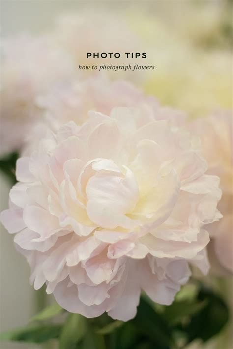 5 Tips To Photograph Flowers - Hej Doll | Simple modern living by ...