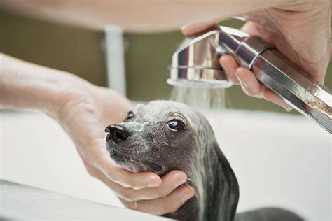 How to Make an Oatmeal Bath for a Dog | Cuteness | Oatmeal bath for dogs, Dog itching, Dog dry skin