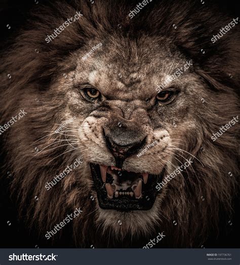 Closeup Shot Roaring Lion Stock Photo 197736761 - Shutterstock