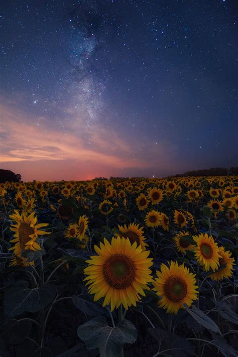 Japan's Largest Sunflower Field in Hokkaido [OC] : r/MostBeautiful