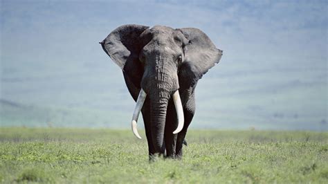 Download Animal African Bush Elephant HD Wallpaper