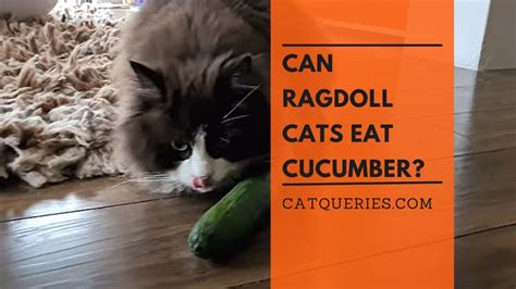 7 Tips to Keep Your Ragdoll Safe and Cool in Summer - CatQueries