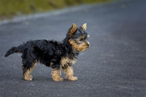 Toy Yorkie Poo Full Grown | Wow Blog