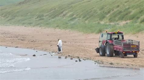 Hundreds of dead birds removed from Aberdeenshire beaches - BirdGuides