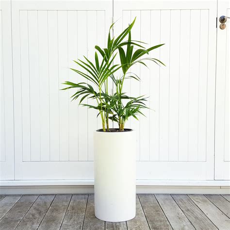 Kentia Palm in Pillar | Kentia palm, White plants, Palm plant