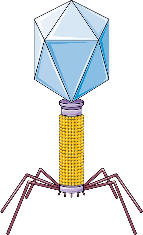 Bacteriophage – DNA Day Blog