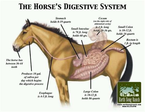 Horse digestive system | Healthy horses, Horses, Horse nutrition