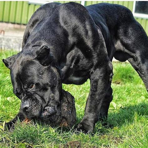 ugurger (@ugur_mhmmt__ger_4) • Instagram fotoğrafları ve videoları | Bull mastiff dogs, Bully ...