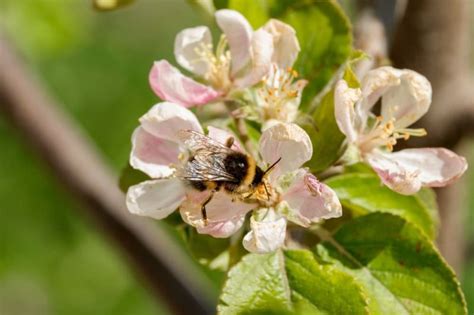 These Noteworthy Almond Tree Types Produce Lovely Blossom And A Robust Harvest | Horticulture ...