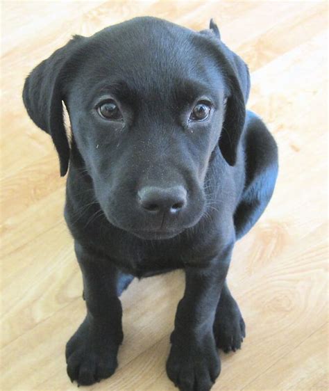 500 Black Lab Names - Popular Male and Female Names | PetPress | Black lab names, Black lab ...