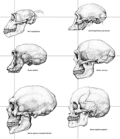 GIBBON HUMAN CHIMPANZEE - Google Search | Evolutie van de mens ...