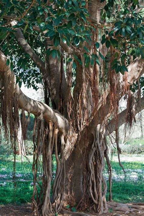 Growing a Banyan Tree | Gardening Know How