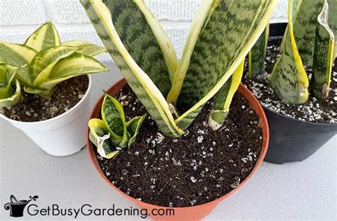 Snake Plant Soil: How To Choose The Best Sansevieria Potting Mix