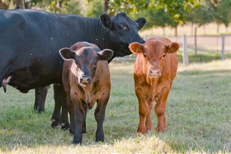 The Life Cycle of a Beef Cow - Nelson Engly1938