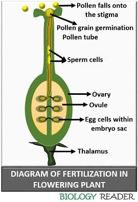 What is Fertilization in Flower? Definition & Process - Biology Reader