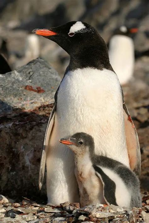 Gentoo Penguin | The Animal Facts | Appearance, Diet, Habitat, Behavior