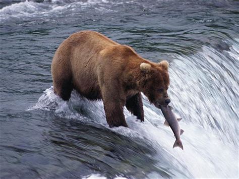 British Columbia wildlife holiday, whales and bears | Responsible Travel