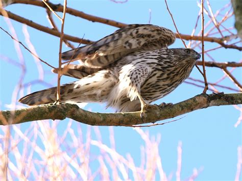 Northern Goshawk (Juvenile) | BirdForum