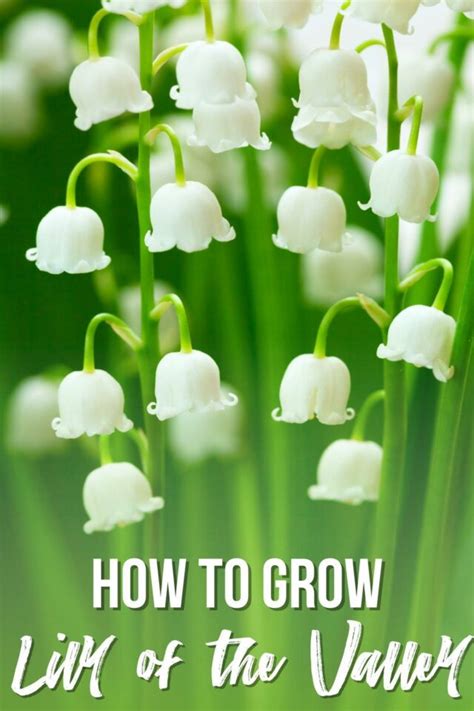 How to Grow and Care for Lily of the Valley - growhappierplants.com