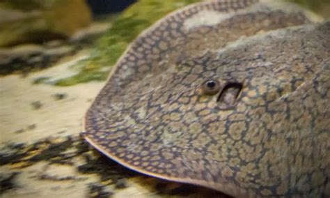 The 3 Most Popular Small Freshwater Stingrays (Care, Diet, Tank Mates & Breeding)