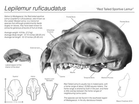 Lemur Skull render on Behance