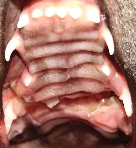 Orofacial manifestations of BDLD - Veterinary Practice News