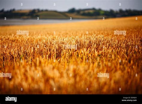 wheat growing in a field in county down northern ireland Stock Photo ...