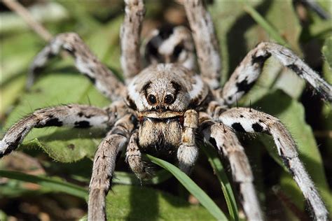 Lycosa tarantula | Spider, Tarantula, Animals