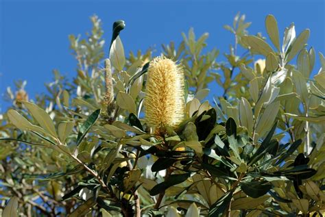 Coastal Banksia - ClimateWatch Australia- Citizen Science App