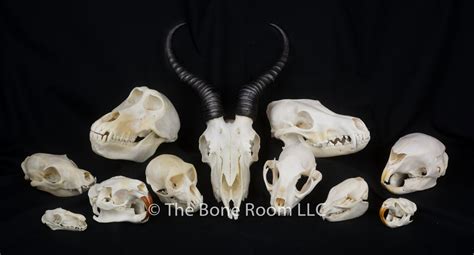 Real Animal Skulls for Sale - The Bone Room