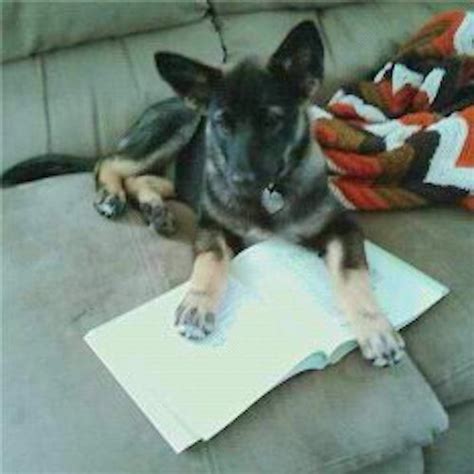 Norwegian Elkhound German Shepherd Mix