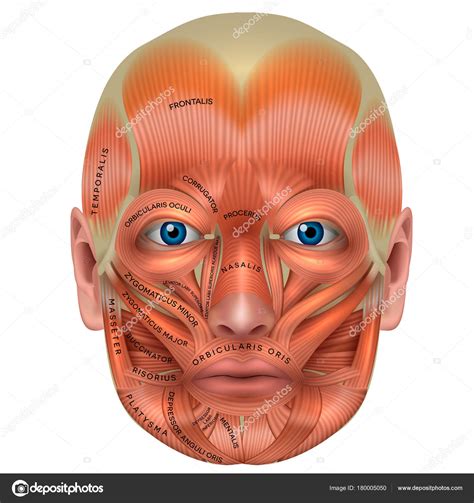 Músculos da Face Face Muscles Anatomy Anatomy Bones Human Body | The Best Porn Website