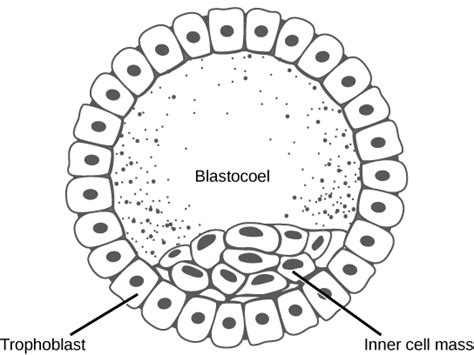 Cleavage and Blastula Stage | Biology for Majors II