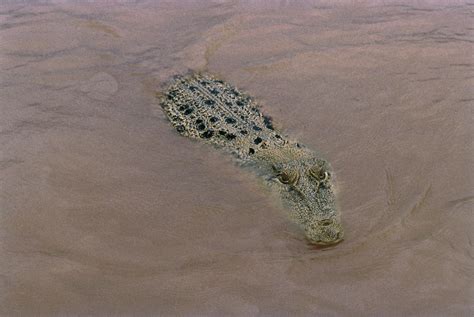 How a tourist survived a crocodile attack in Queensland: 'I levered its ...