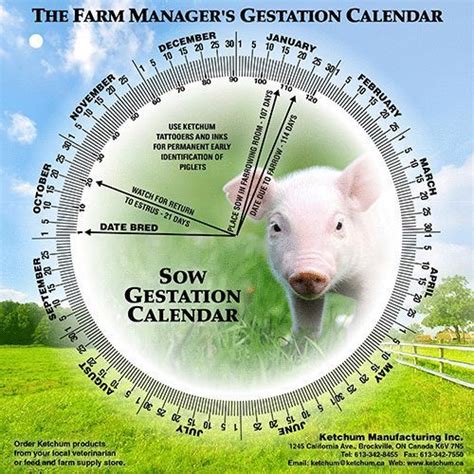 Pig Gestation Calendar - Adena Arabela