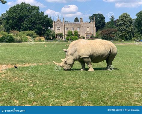 Rhino in a zoo stock photo. Image of husk, ancient, rhino - 226859720