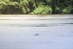 The Irrawaddy Dolphin and Mekong River Conservation | WWF