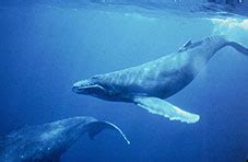 Humpback Whale – Discovery of Sound in the Sea