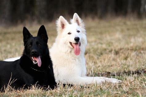 The White German Shepherd (Explained) - German Shepherd Dog HQ