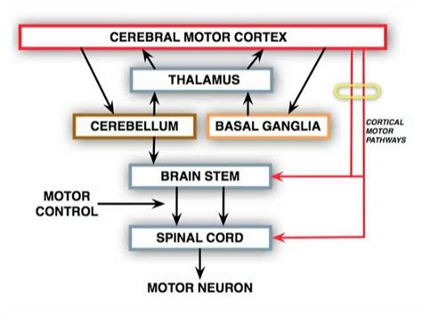 Causes Of Upper Motor Neuron Lesion In Pediatrics | Webmotor.org