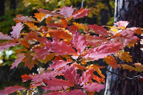 Autumn Forest Nature - Free photo on Pixabay - Pixabay