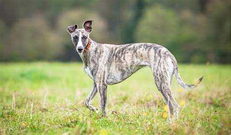 Whippet Breed Facts and Information | PetCoach