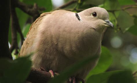 Birding Bros. Blog: Spanish Bird of the Week #5: Eurasian Collared Dove