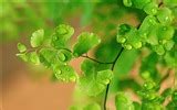 Adiantum green plants HD wallpapers #16 - 1920x1200 Wallpaper Download - Adiantum green plants ...