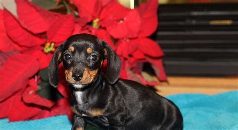 Dachshund.Meet Tiny-Teacup a Puppy for Adoption.