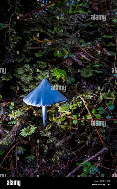 Entoloma hochstetteri - Blue mushroom Stock Photo - Alamy