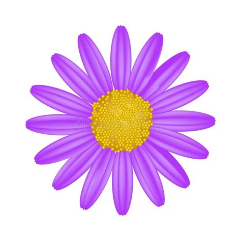 Purple Daisy Flower on a White Background Stock Vector - Illustration ...